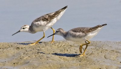 Wilson's Phalaropes, imm. (#2 of 3)