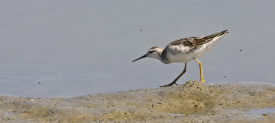Wilson's Phalarope, imm. (#1 of 3)