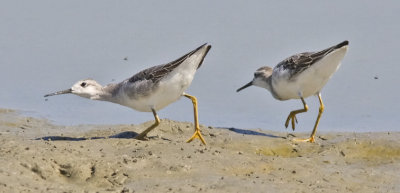 Wiolson's Phalaropes, imm. (#3 of 3)