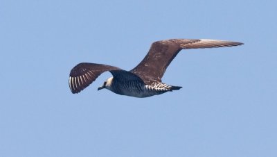 Parasitic Jaeger, imm (#2 of 2)