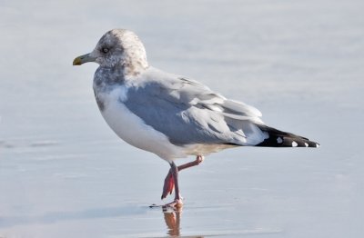 Herring Gull, basic adult