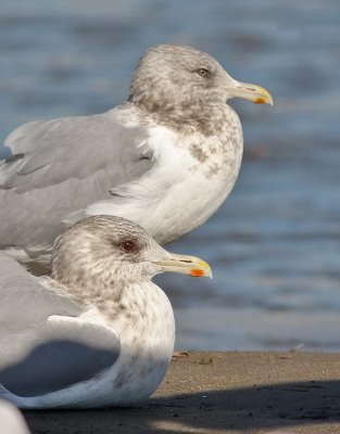 Thayer's Iceland Gulls, basic adults