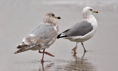 possible Glaucous-winged x Herring Gull hybrid, 2nd cycle with 3rd cycle California Gull
