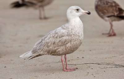 POSSIBLE GLAUCOUS-WINGED X GLAUCOUS GULL