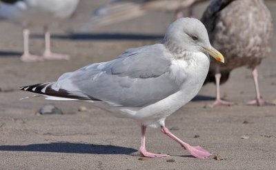 Thayer's Iceland Gull, basic adult (1 of 2)