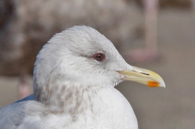 Thayer's Iceland Gull, basic adult (2 of 2)