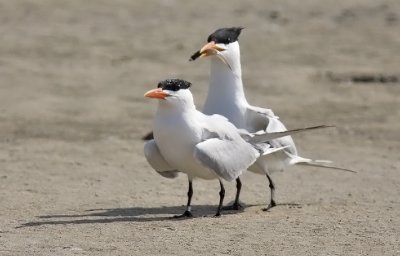 Royal Terns, alternate adults