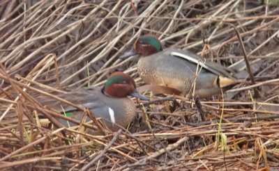 Eurasian Teal with Green-winged Teal, both alternate males(#1 of 2)