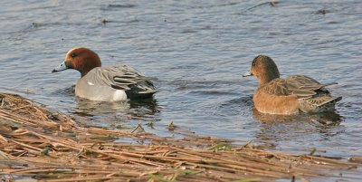 Eurasian Wigeons, male (left) and female