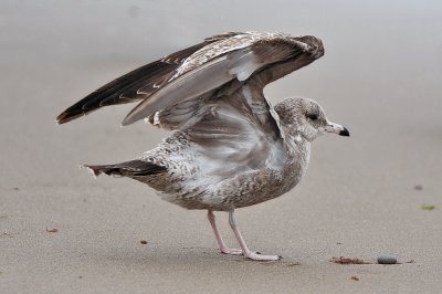 California Gull, 1st cycle (#2 of 2)