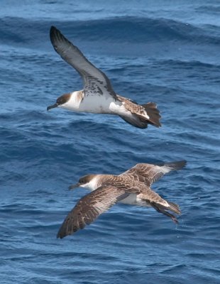 Great Shearwaters (#2 of 2)