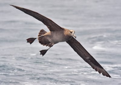 Black-footed Albatross   