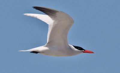 Caspian Tern, alternate adult