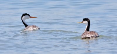 Clark's Grebe (left) with Western Grebe, alternate adults (#1 of 2)
