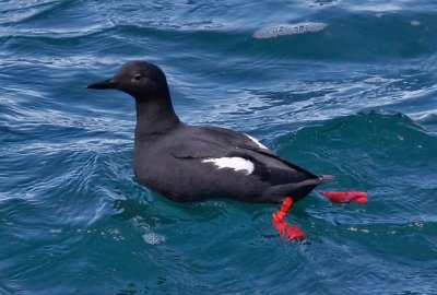 Pigeon Guillemot, alternate adult