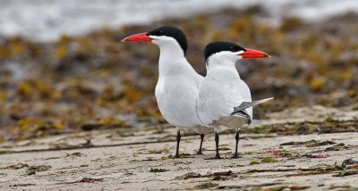 Caspian Terns, alternate adults