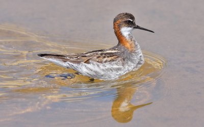 Red-necked Phalarope, alternate, (#2 of 2)