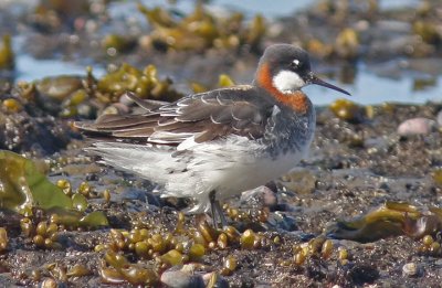 Red-necked Phalaarope, alternate