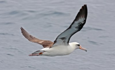 Laysan Albatross