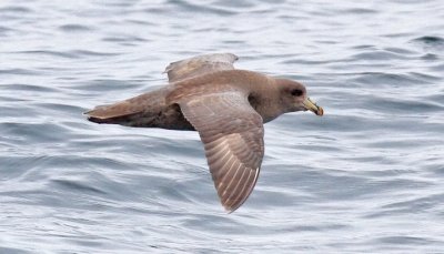 Northern Fulmar