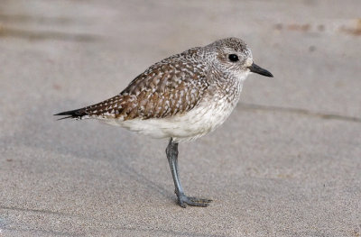 Black-bellied Plover, immature