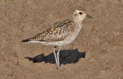 Pacific Golden Plover,  basic (#1 of 2)