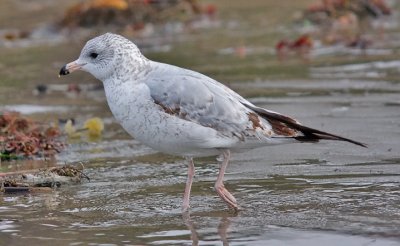 Ring-billed Gull, 1st cycle