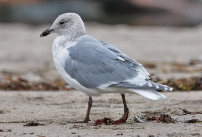 Glaucous-winged Gull, 4th cycle adult