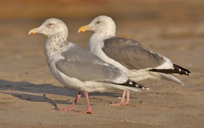 presumed GW x WEGU (left) with WEGU, both basic adult