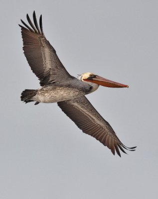 Brown Pelican, alternate adult