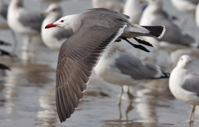 Heermann's Gull, alternate adult