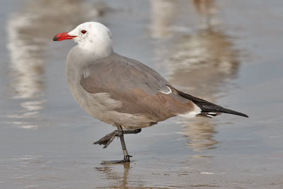 Heermann's Gull banded 3rd cycle