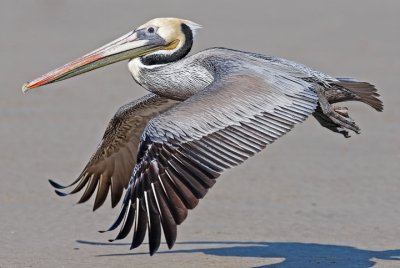 Brown Pelican, prealternate adult