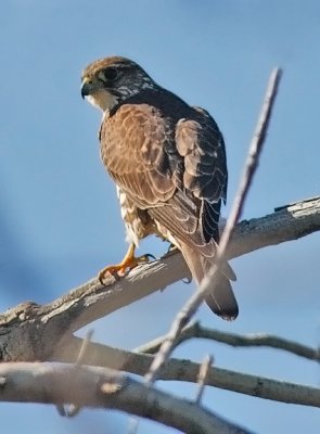 Merlin, female Richardson's