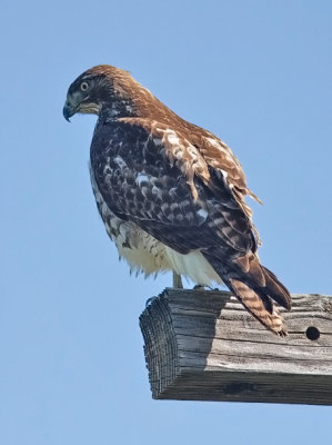 Hed-tailed Hawk, immature