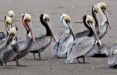 Brown Pelicans, alternate, prealternate and non-breeding adults
