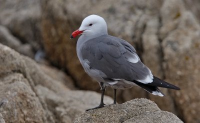 Heermann's Gull, alternate adult