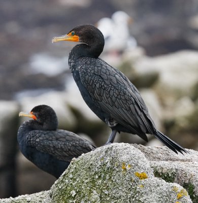 Double-crested Cormorants, prealternate