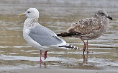 Thayer's Iceland Gull, basic adult with 1st cy Western Gull