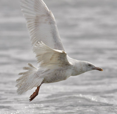 Glaucous Gull, 2nd  cycle (2 of 9)