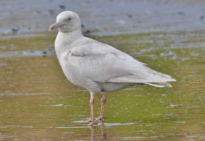 Glaucous Gull, 2nd cycle (1 of 9)