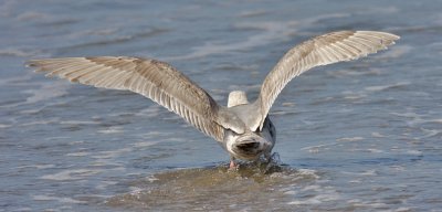 Glaucous-winged Gull, 2nd cycle (2 of 2)