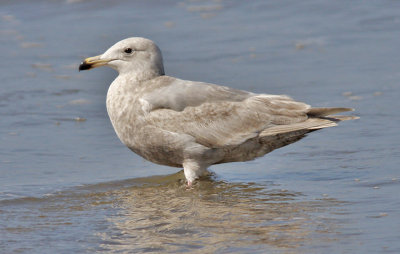 Glaucous-winged Gull, 2nd cycle (1 of 2)