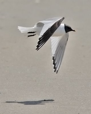 Sabine's Gull, alternate adult (#1 of 2)