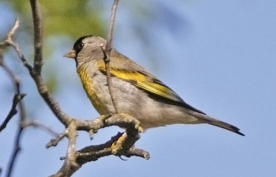 Lawrence's Goldfinch, male