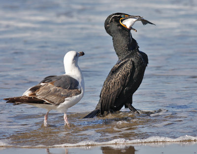 Double-crested Cormorant, alternate, with 2nd cycle Western Gull