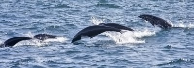 Northern Right Whale Dolphins