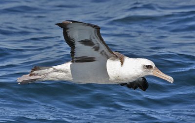 Laysan Albatross (#1 of 2)