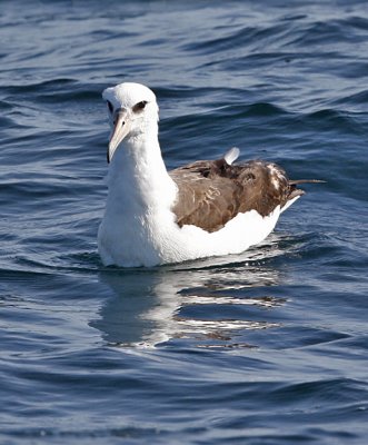 Laysan Albatross (#2 of 2)