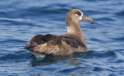 Black-footed Albatross